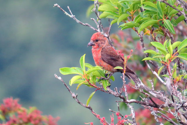 Red Crossbill