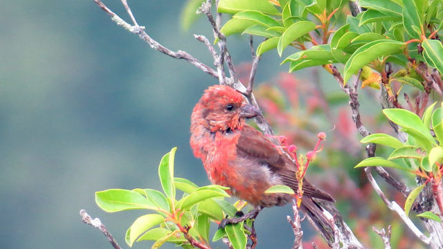Red Crossbill