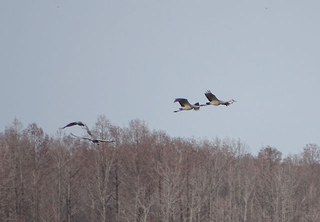 Sandhill Crane