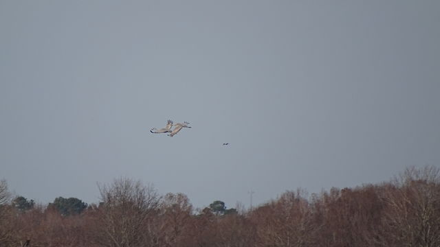 Sandhill Crane