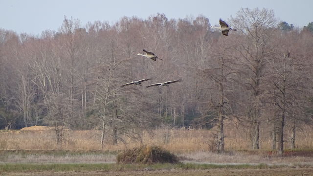 Sandhill Crane