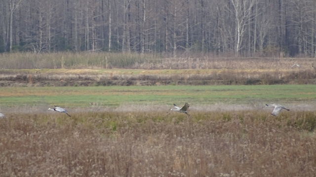 Sandhill Crane
