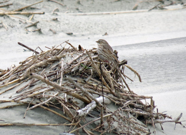 Savannah Sparrow