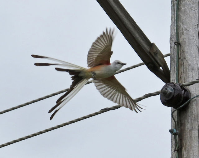 Scissor-tailed Flycatcher