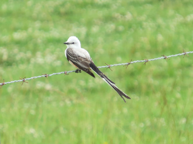 Scissor-tailed Flycatcher