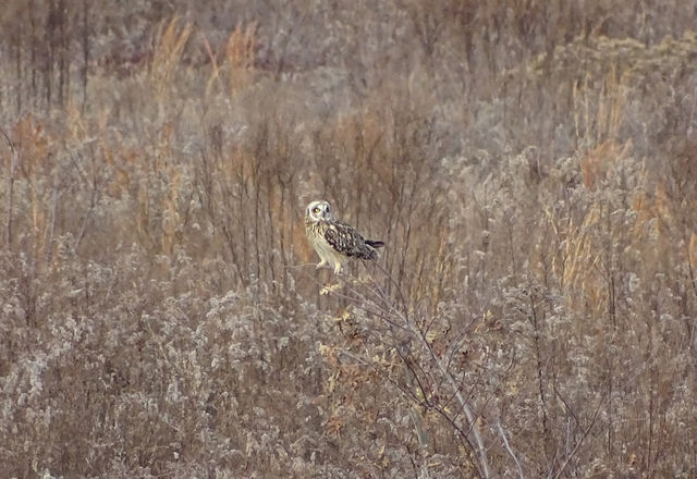 Short-eared Owl