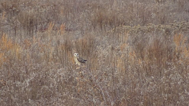 Short-eared Owl