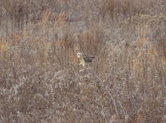 Short-eared Owl