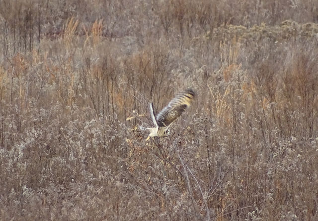 Short-eared Owl