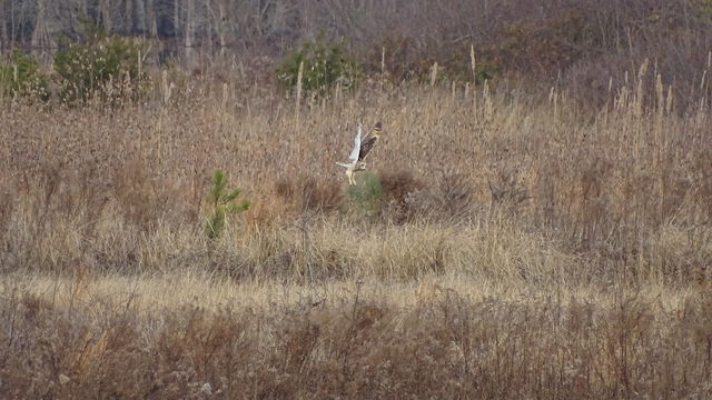 Short-eared Owl