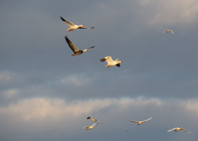 Snow Goose