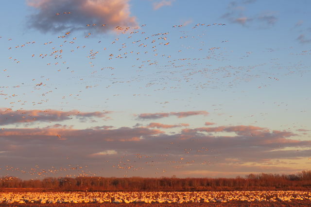 Snow Goose