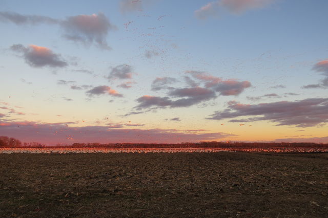 Snow Goose