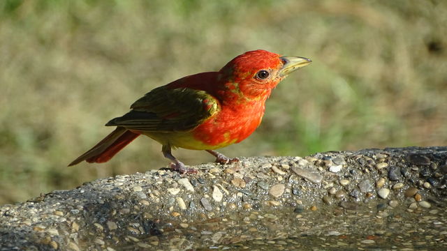 Summer Tanager