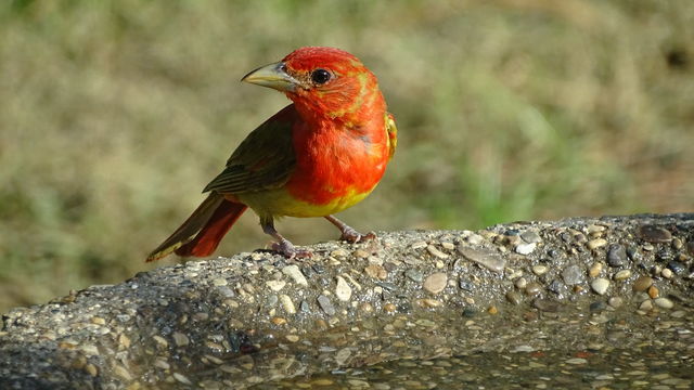 Summer Tanager