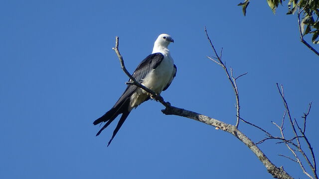 Swallow-tailed Kite