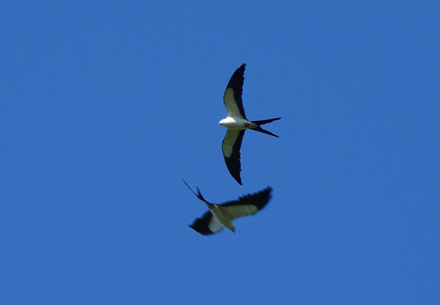 Swallow-tailed Kite