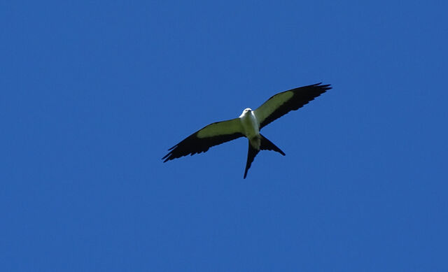 Swallow-tailed Kite