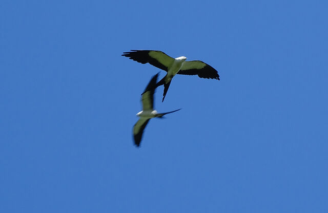 Swallow-tailed Kite