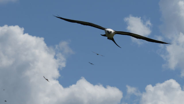 Swallow-tailed Kite
