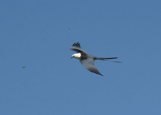 Swallow-tailed Kite