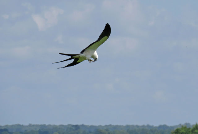 Swallow-tailed Kite