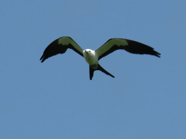 Swallow-tailed Kite