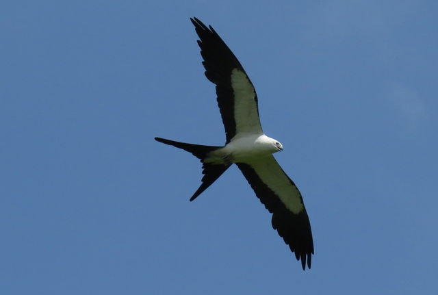 Swallow-tailed Kite