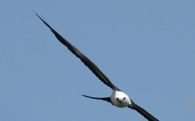 Swallow-tailed Kite