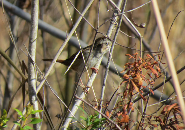 Swamp Sparrow