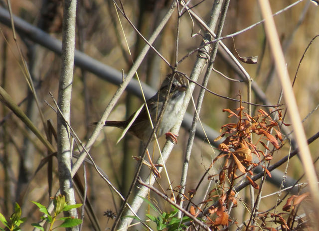 Swamp Sparrow