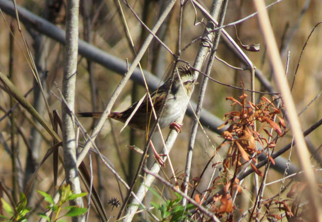 Swamp Sparrow