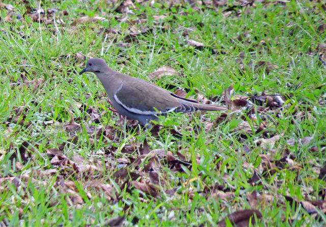 White-winged Dove
