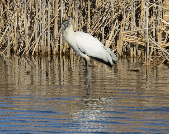 Wood Stork