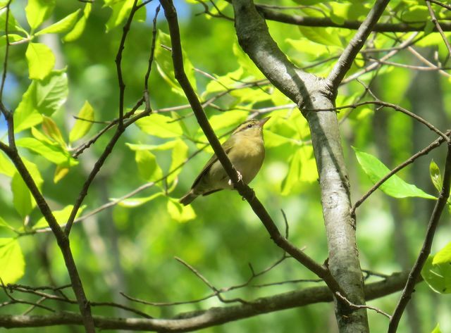 Worm-eating Warbler