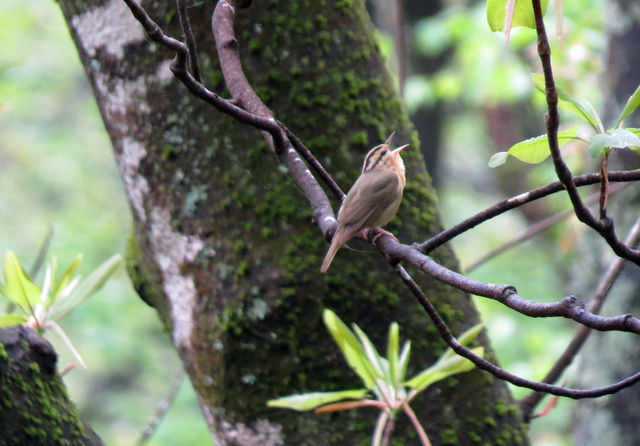 Worm-eating Warbler