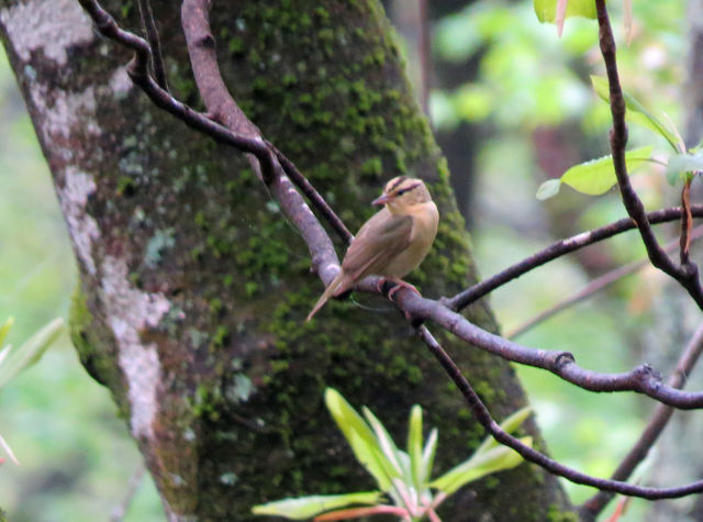 Worm-eating Warbler