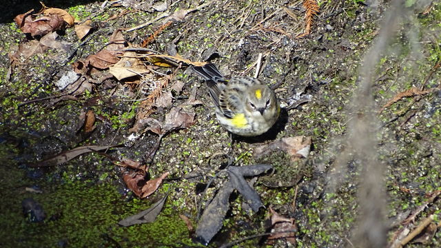 Yellow-rumped Warbler