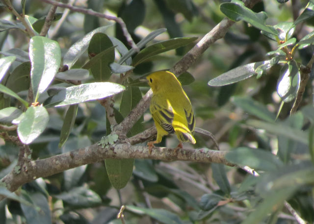 Yellow Warbler
