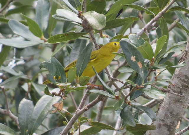 Yellow Warbler