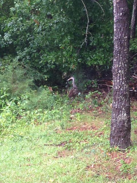 Limpkin