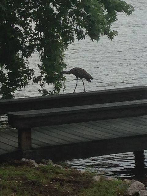 Limpkin