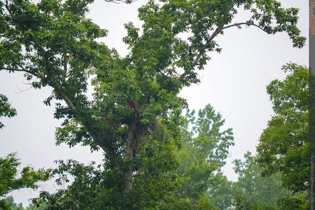 Bald Eagles