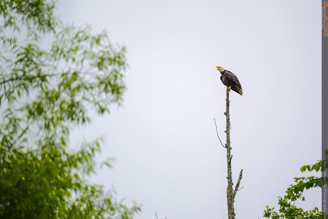 Bald Eagles