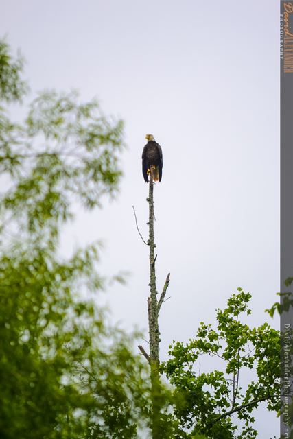 Bald Eagles