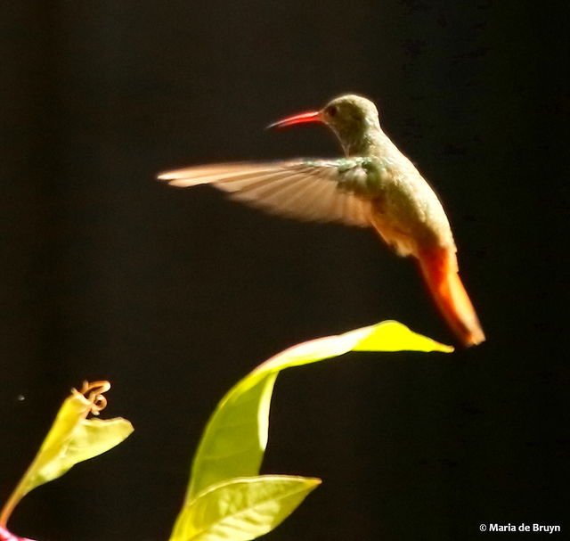 Buff-bellied Hummingbird