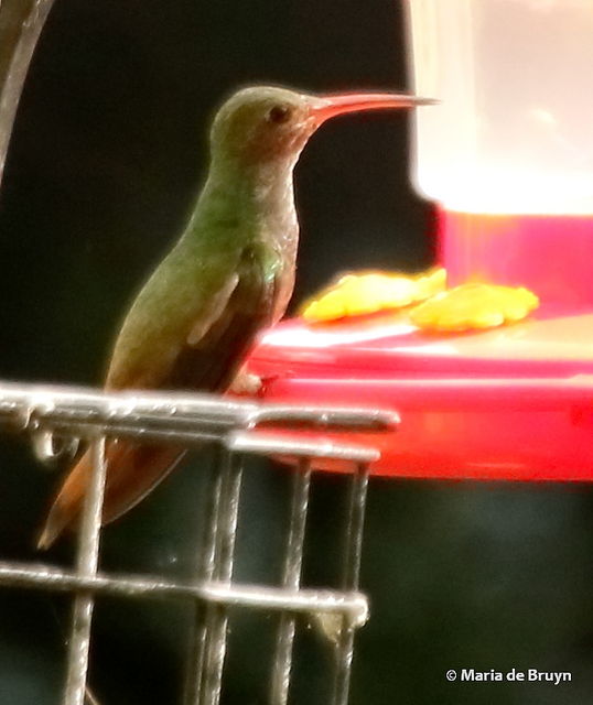 Buff-bellied Hummingbird