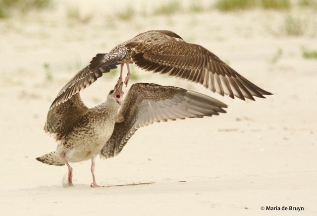 Great Black-backed Gull