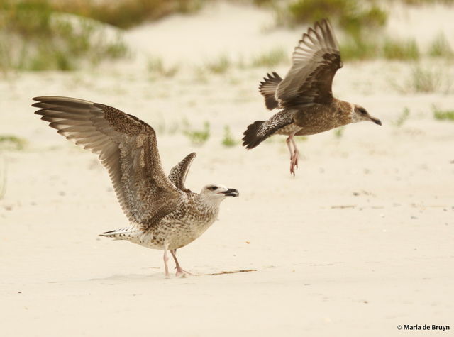 Great Black-backed Gull