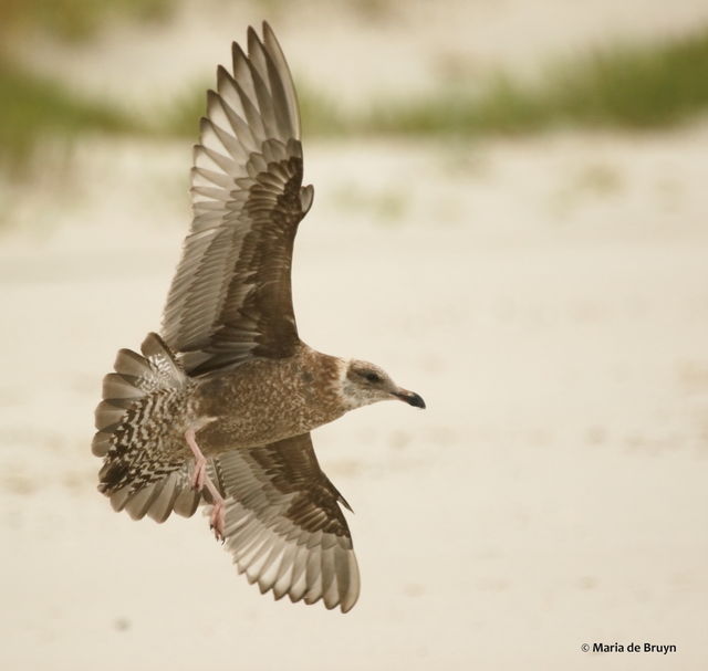 Great Black-backed Gull